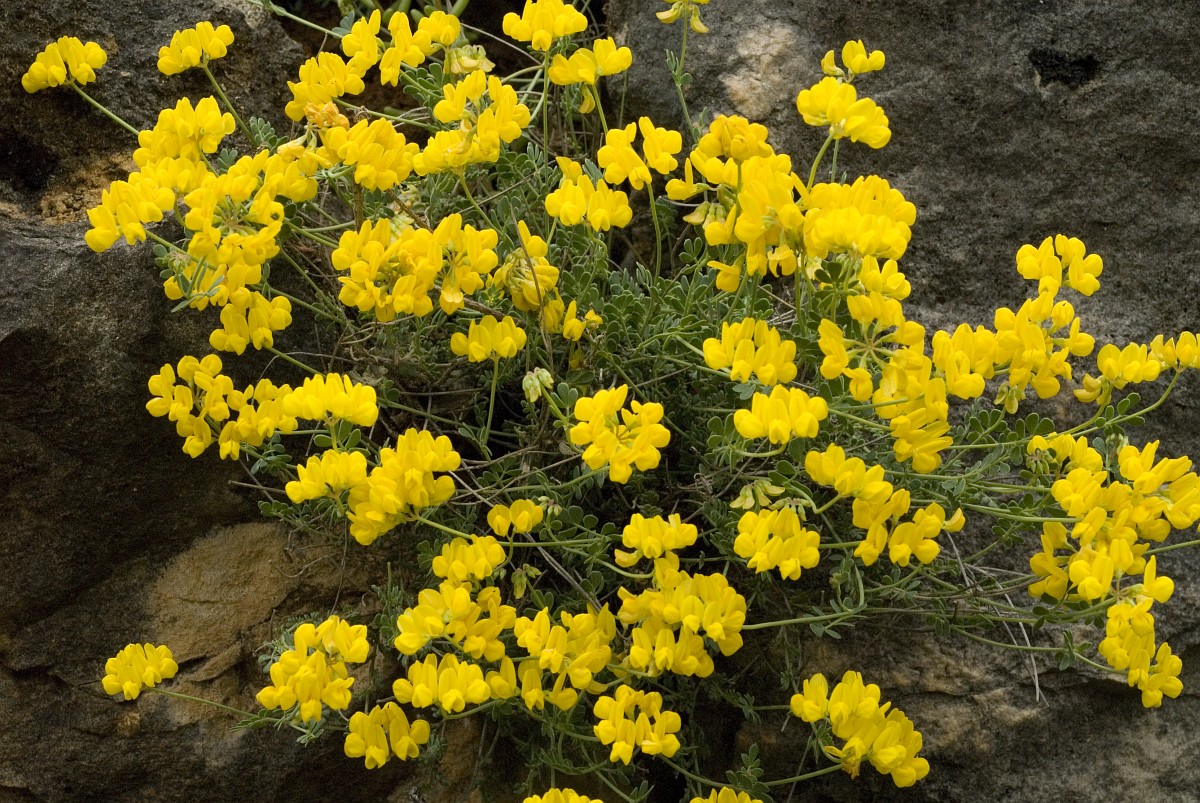 Coronilla minima